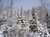 Snow covered trees